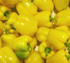 Велез F1 семена перца сладкого (Enza Zaden / Энза Заден)