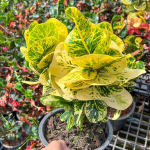 Кротон PHAEN DIN THONG