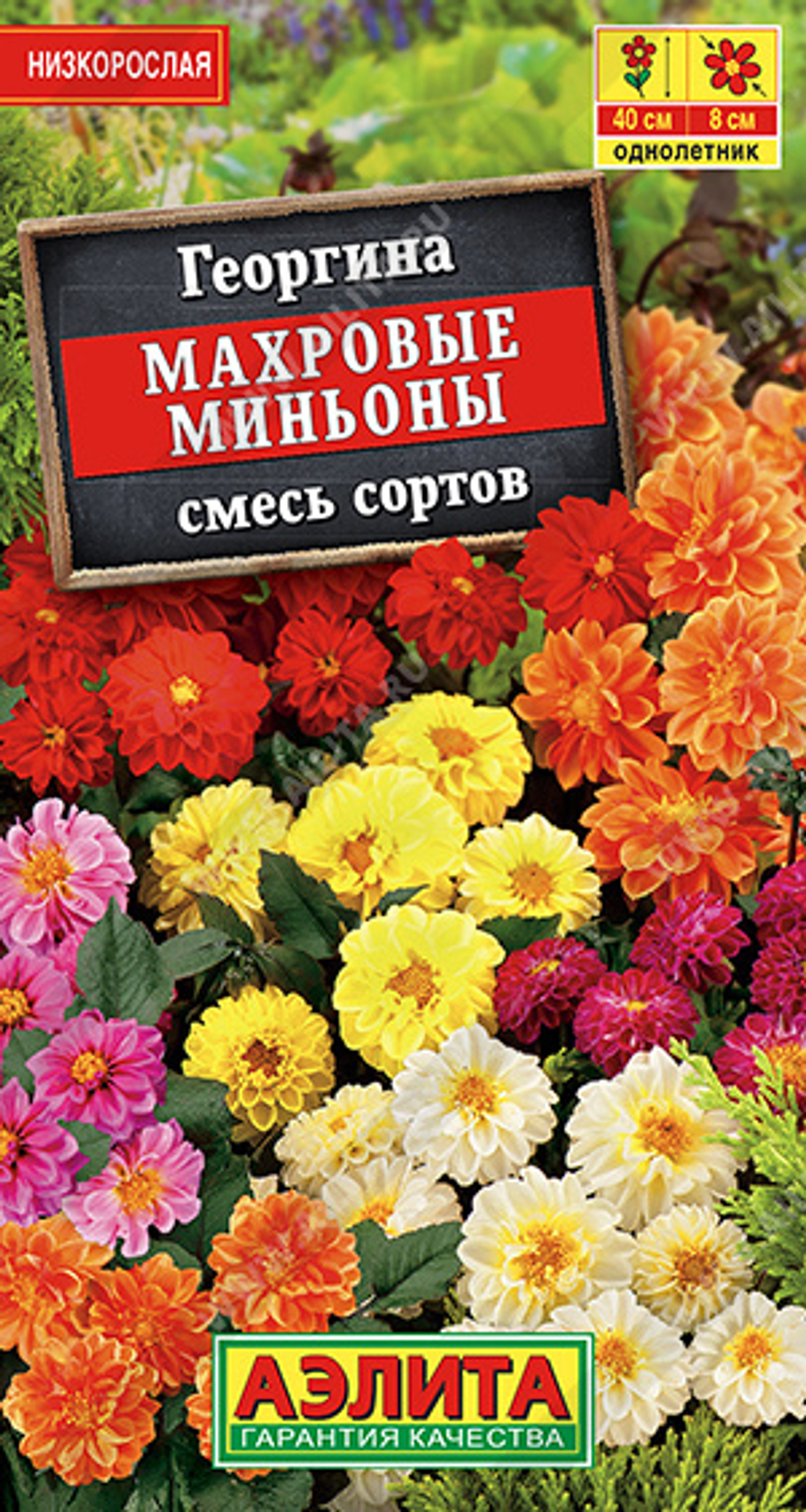 Георгина Махровые миньоны, смесь сортов