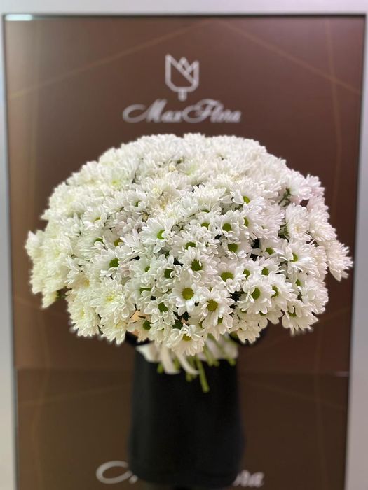 Букет белая хризантема (Б-135)
