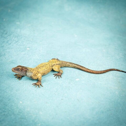 Фигура ящерицы в стиле венской бронзы