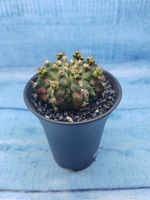Gymnocalycium T-Rex Pink hybride (Гимнокалициум T-rex)