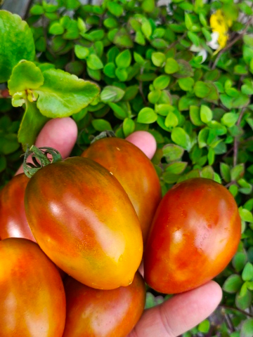 Радужный Джованни сорт томата