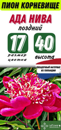 Пион Корневище, Ада Нива, 1-3почки, 1шт