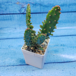 Opuntia Monacantha Variegata (Опунция)