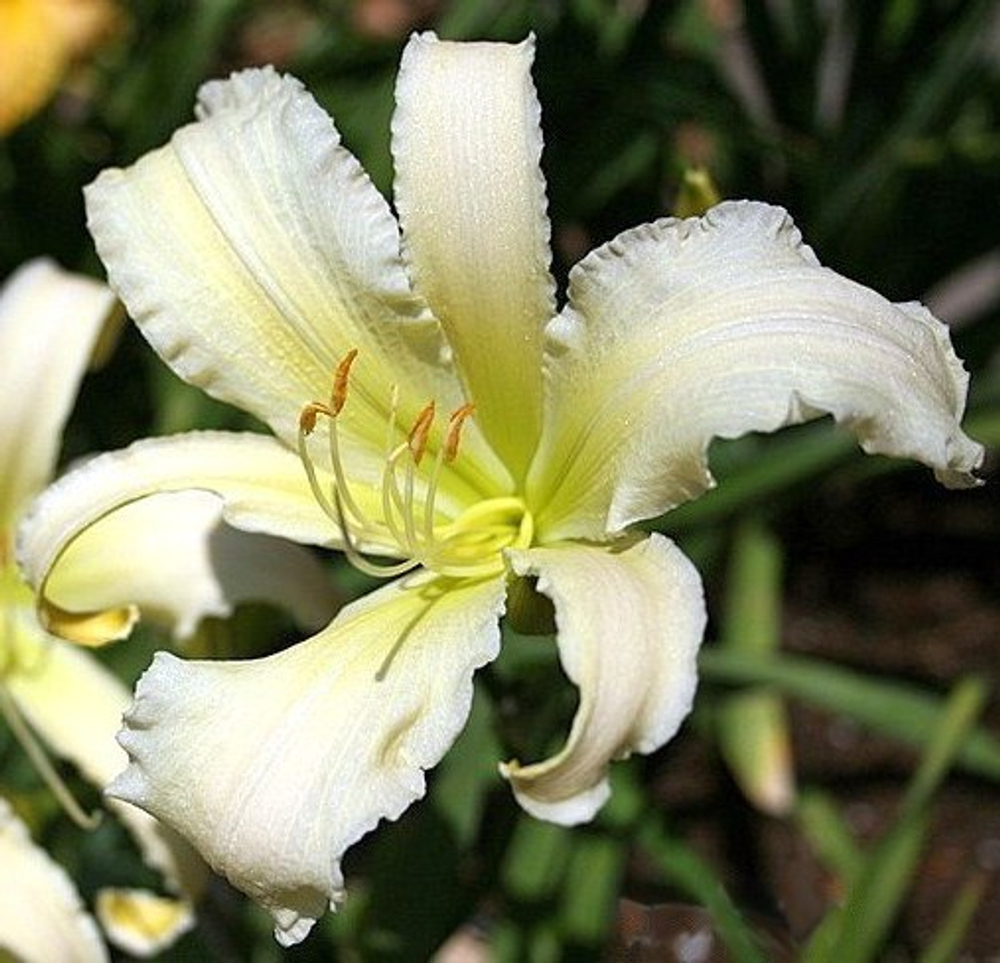 Лилейник Хевенли Энджел Айс