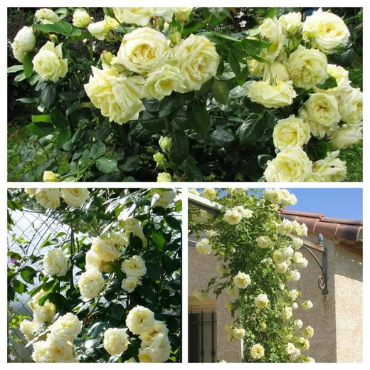 Роза Эльф С7 Закупка М57 июнь 2026