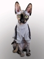 Одежда для кошек