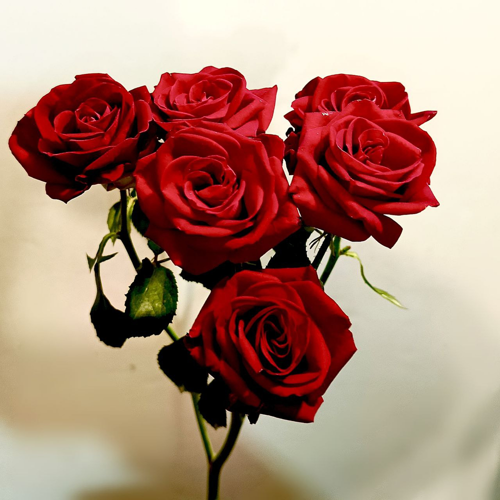 Кустовая роза красная "Доминика"/ "Мирабель"