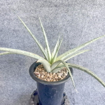 Сансевиерия PHENOMENAL WHITE VAR