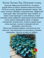 Хоста Элеганс Блу голубая крупная многолетняя