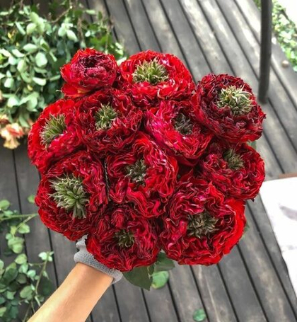 Роза Ред Ай