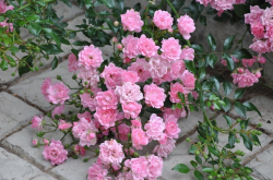 Роза Фейри С7 Закупка М57 июнь 2026