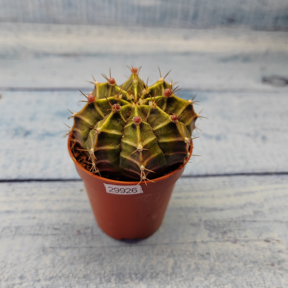 Gymnocalycium Friedrichii (Гимнокалициум)