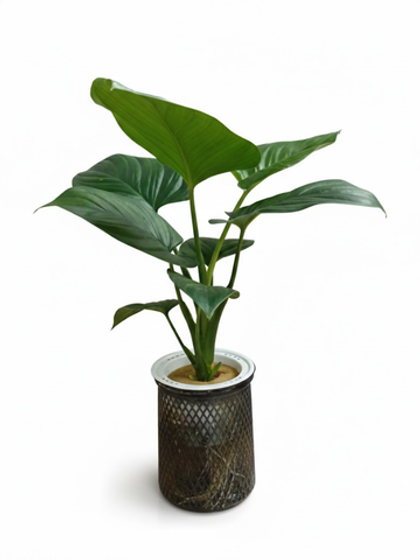 Филодендрон Green Peace Lily д.11 горшок с автополивом