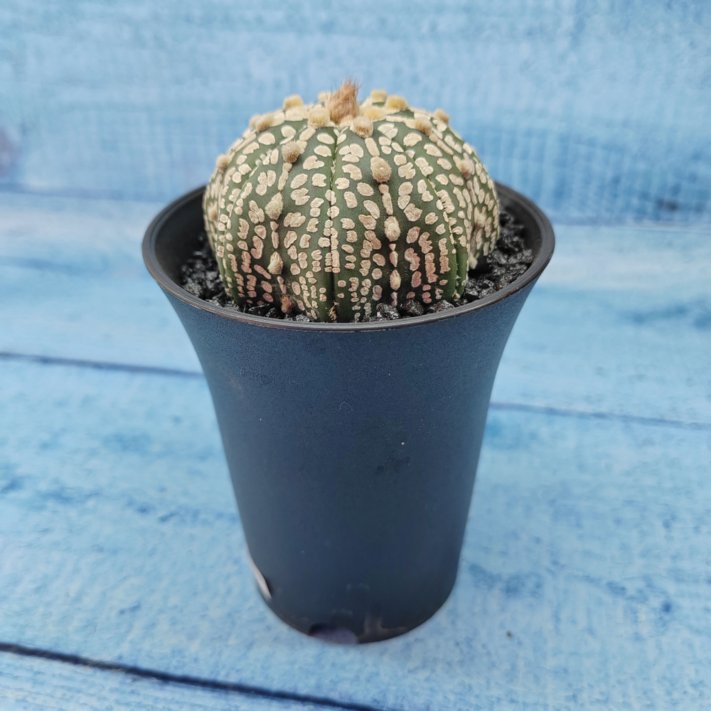Astrophytum Asterias (Астрофитум)