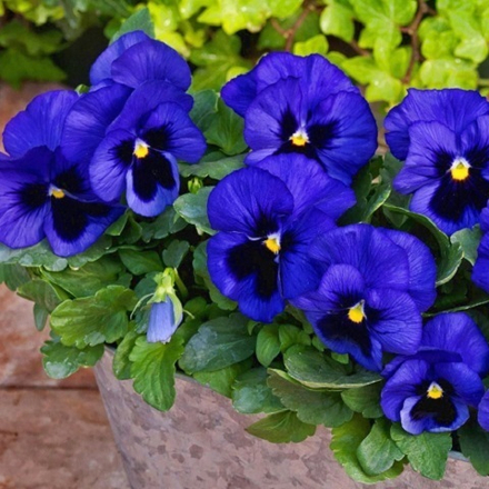 Виола синяя с пятном (Blue Blotch) (6 шт)