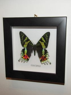 Бабочка Urania ripheus в рамке