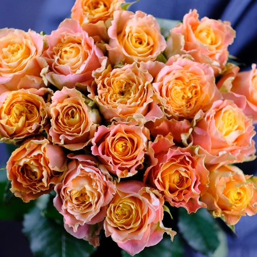 Купить Розы пионовидные "Luise" от 9шт