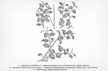 Летняя обрезка плодовых деревьев: секрет урожая в Сибири