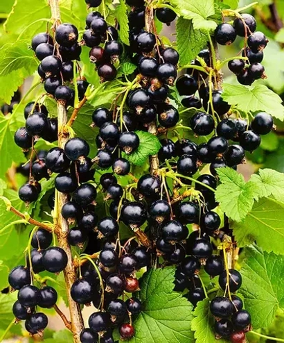 Саженцы смородины черной Изюмная