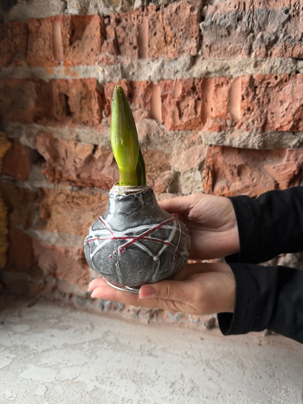 Амариллис луковица - цвет серый в полоску