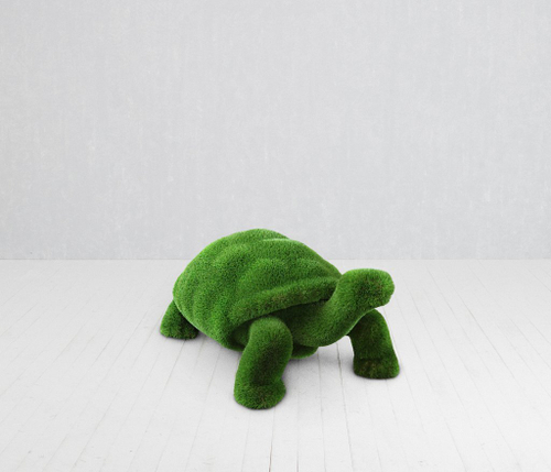 Топиари Черепаха малая