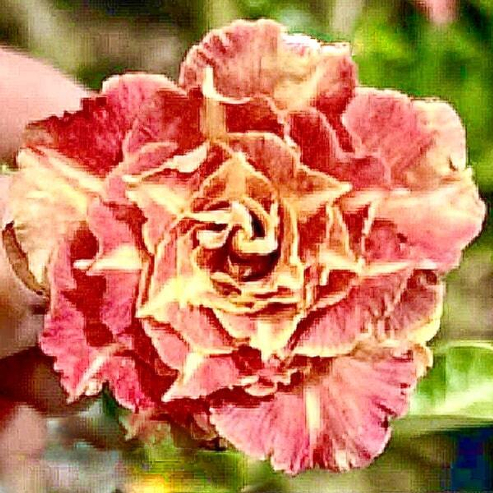 Адениум SEDTHEE MAI