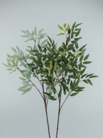 Рускус Итальянский