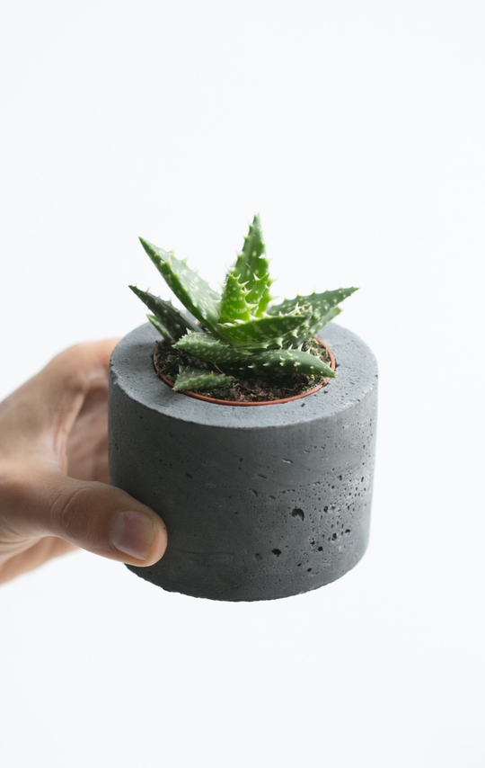 Алоэ Колючее