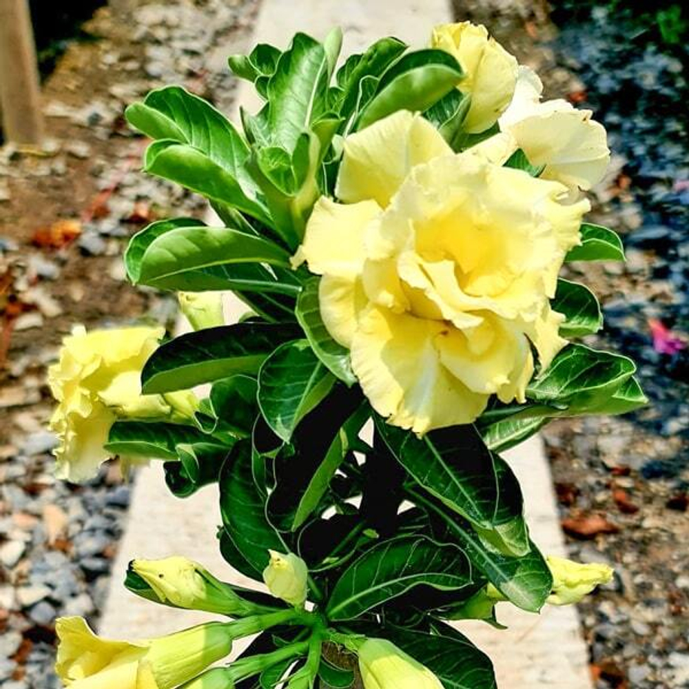 Адениум обесум MANEEKAN YELLOW