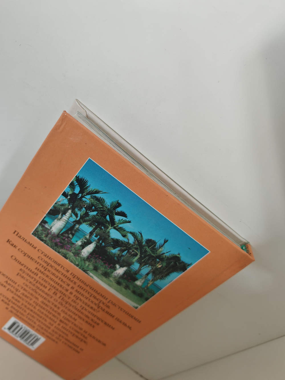 Пальмы (Растения в доме)