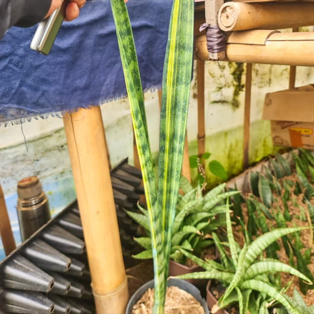 Сансевиерия PARVA STICK VAR