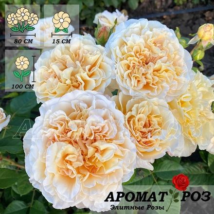 Мисс Файн (Miss Fine)