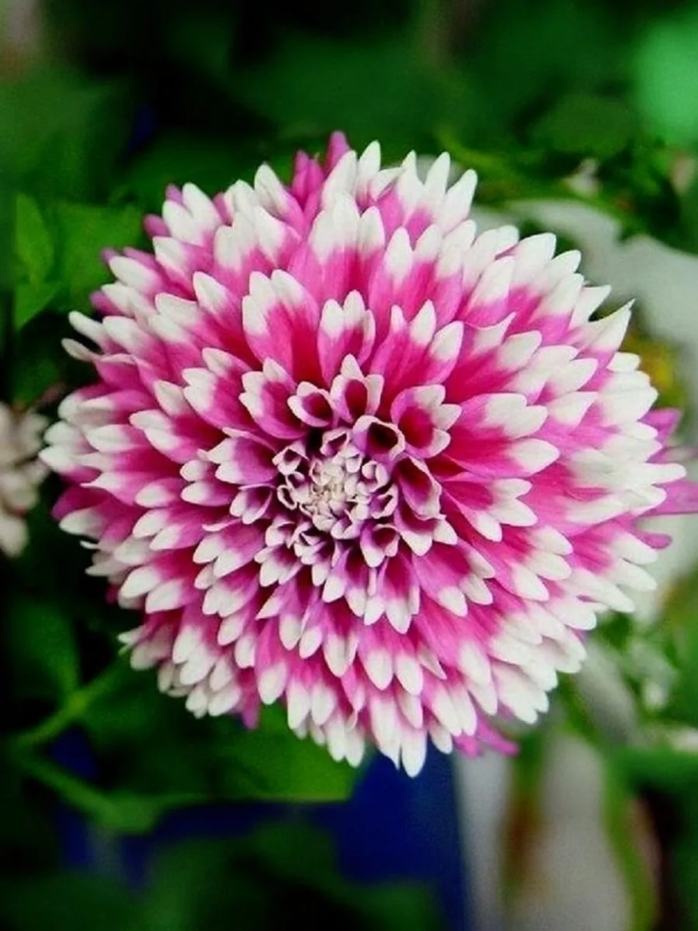 Георгин декоративный Фаззи Ваззи