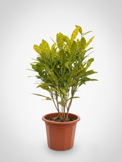 Фикус Бенджамина д.23