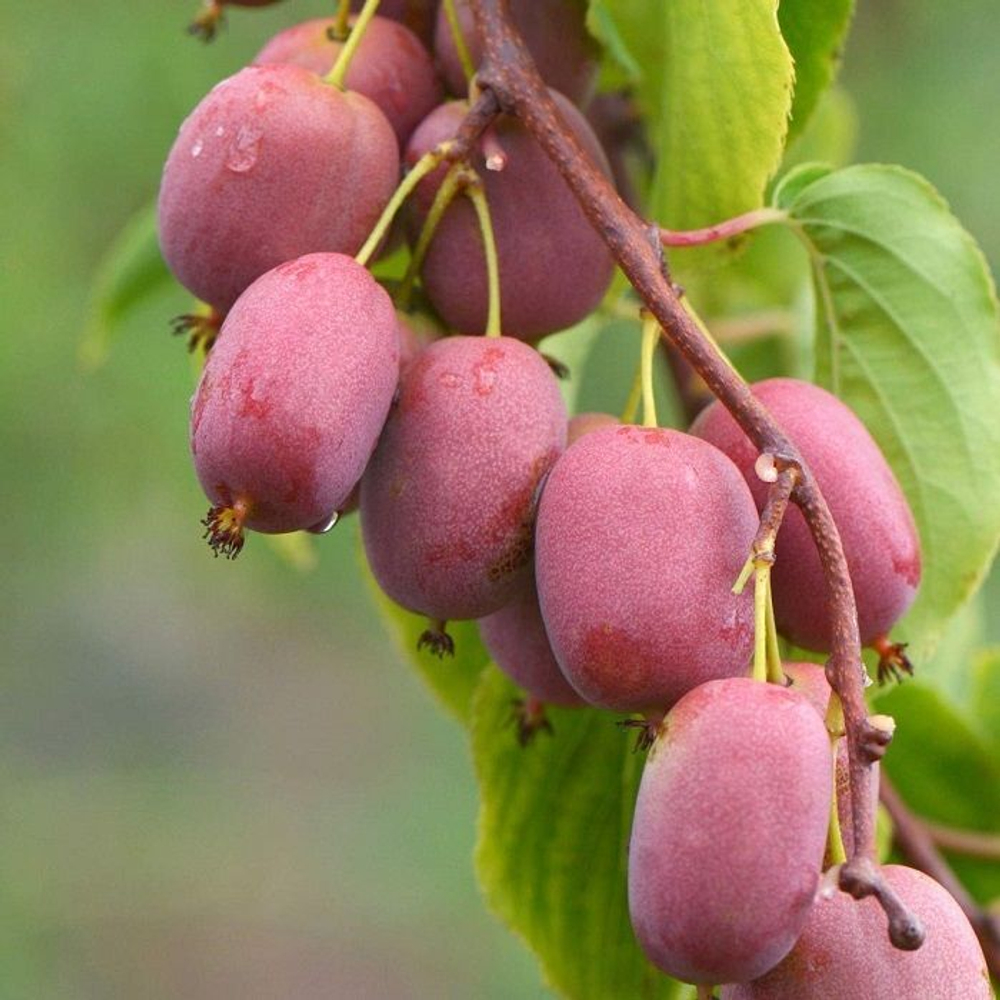 Актинидия "Kolomikta"