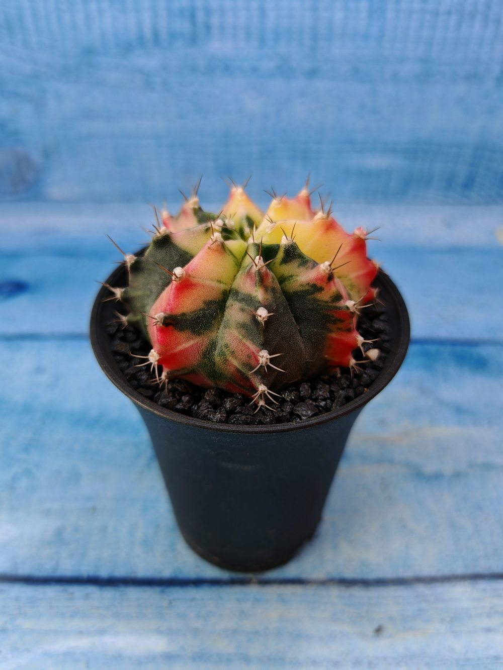 Gymnocalycium Variegata (Гимнокалициум Вариегатный)