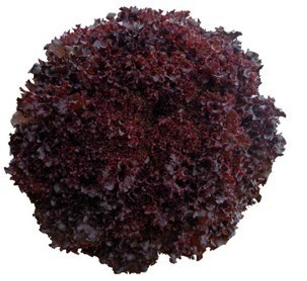 Бакус семена салата лолло росса (Vilmorin / Вильморин)