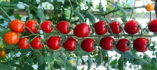 Рапунцель (Rapunzel)