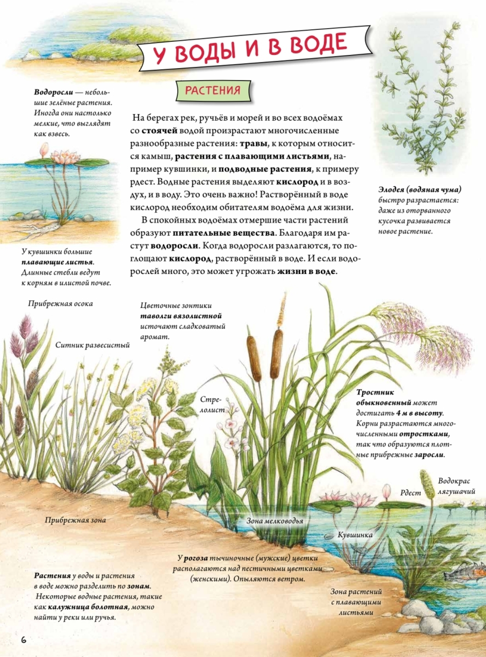 Животные и растения рек, озёр и морей. BIObook А. Толмачёва