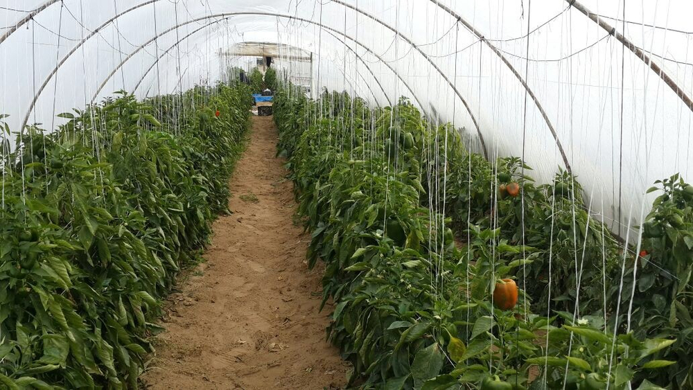 болгарский красный перец. зеленый перец, желтый перец- Египет