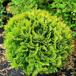 Туя западная Мириам С2 20-25