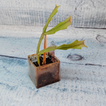 Schlumbergera Thor Wild Cactus White (Декабрист)