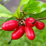 Синсепалум сладкоплодный/Чудесные ягоды – Synsepalum dulcificum