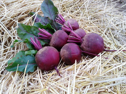 Свекла Ред Ариес F1 (10гр) Витагрин Профи