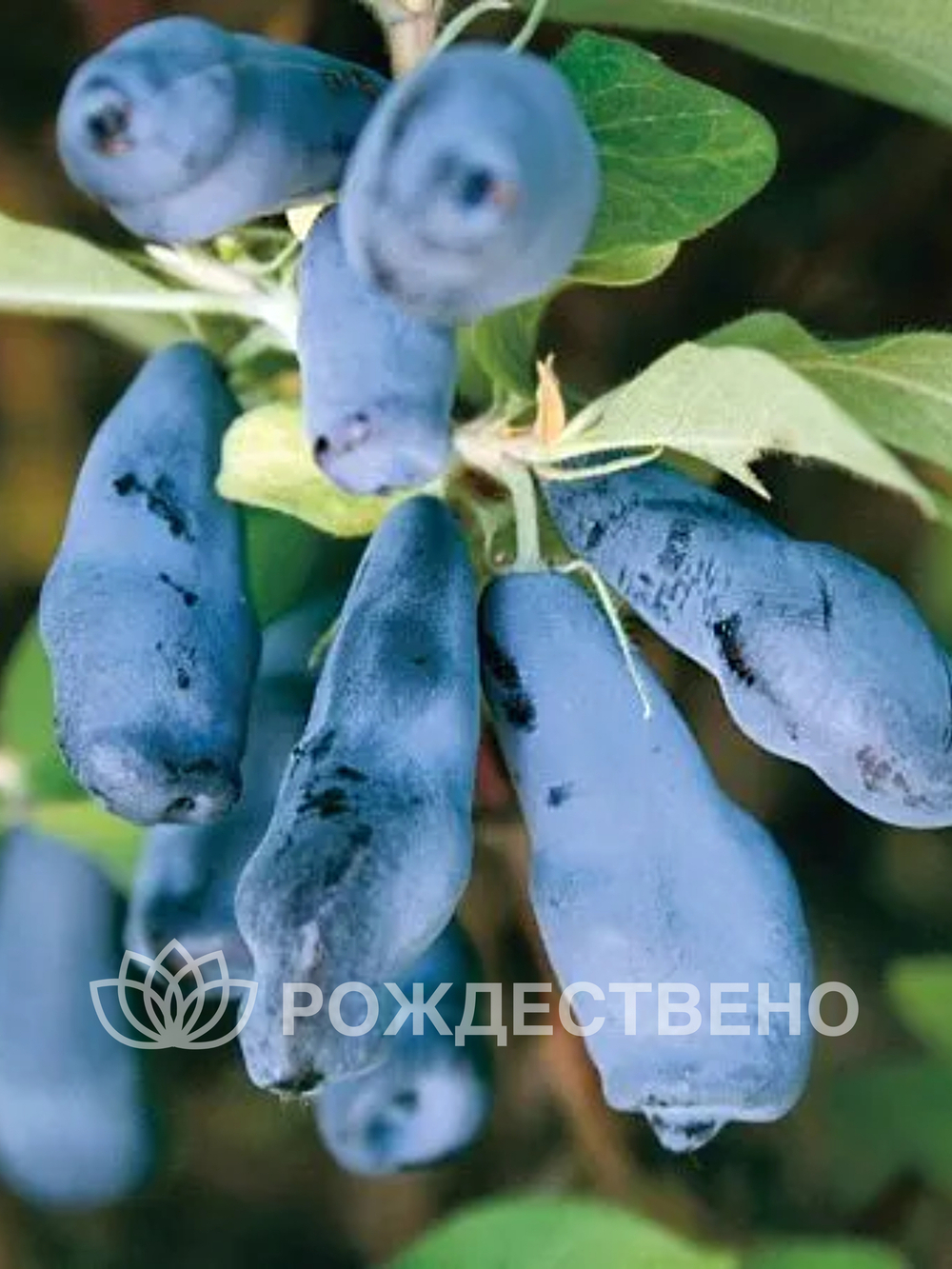 Жимолость Лучезарная