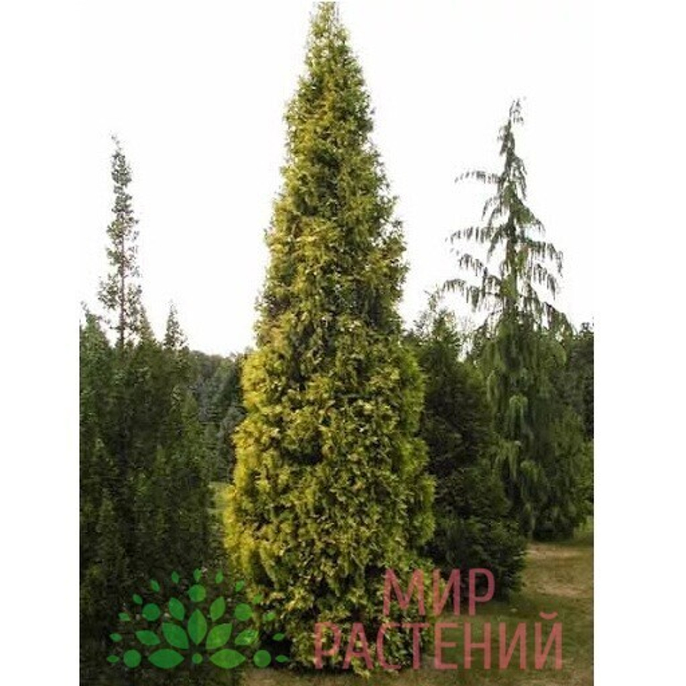 Туя западная Aurescens (Ауресценс) 30 см