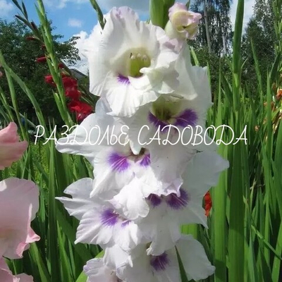 Гладиолус Хоум Каминг