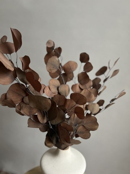 Эвкалипт Популус стабилизированный коричневый